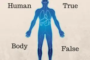 human body quiz, human body questions, human body games