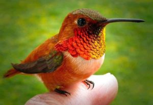 bee hummingbird general knowledge quiz questions